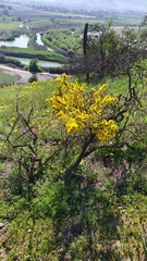 Tropaeolum brachyceras
