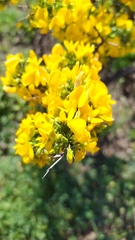 Tropaeolum brachyceras