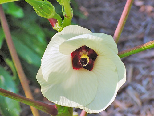 Abelmoschus esculentus