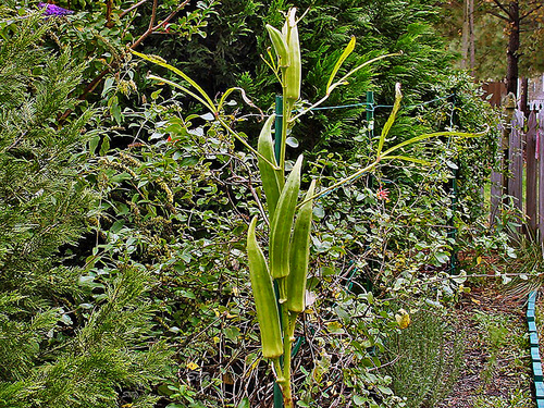 Abelmoschus esculentus