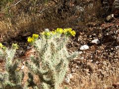 Cylindropuntia abyssi