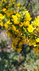 Tropaeolum brachyceras