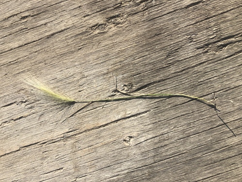foxtail barley