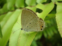 Euchrysops cnejus cnejus