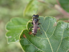Ectemnius ruficornis