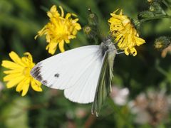 Pieris napi