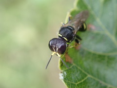 Ectemnius ruficornis