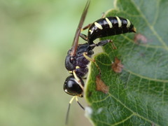Ectemnius ruficornis
