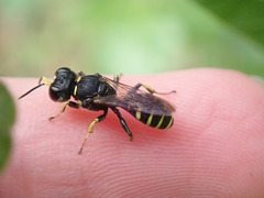 Ectemnius ruficornis