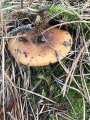 Russula ventricosipes