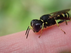 Ectemnius ruficornis