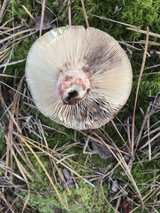 Russula ventricosipes