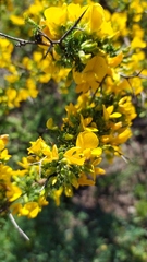 Tropaeolum brachyceras