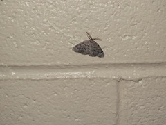 Nepytia pellucidaria