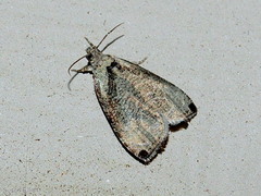 Olethreutes exoletum