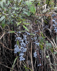 Gaultheria semi-infera