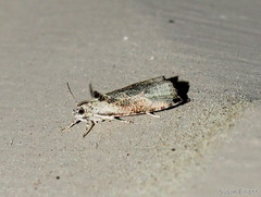 Olethreutes exoletum