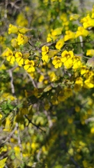 Tropaeolum brachyceras