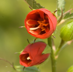 Pentapetes phoenicea