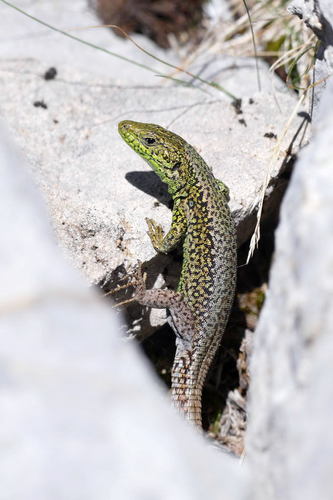 Iberian Rock Lizard