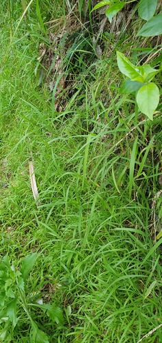 Ehrharta erecta iNat (2)