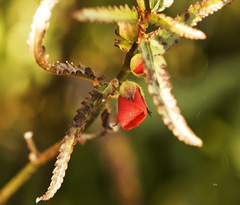 Pentapetes phoenicea