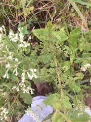 Eupatorium rotundifolium