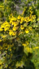 Tropaeolum brachyceras