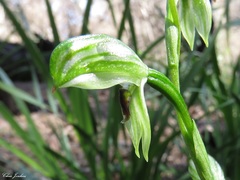 Pterostylis chocolatina