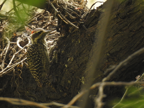 Striped Woodpecker