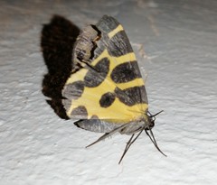 Pantherodes pardalaria
