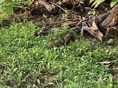 Sciurus vulgaris orientis