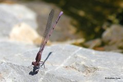 Argia pallens