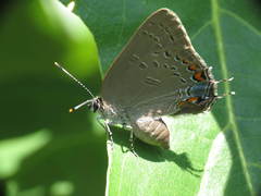 Satyrium edwardsii