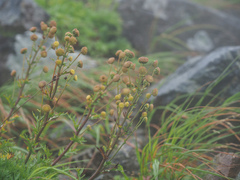 Artemisia arctica sachalinensis