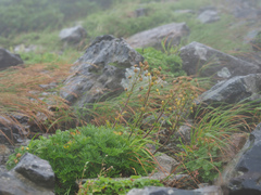 Artemisia arctica sachalinensis