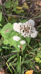 Ageratina altissima