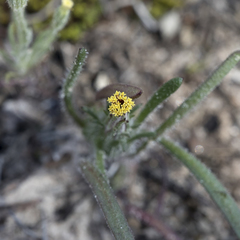 Podotheca angustifolia