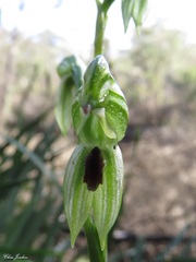 Pterostylis chocolatina