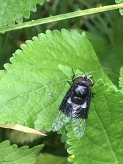 Copestylum mexicanum