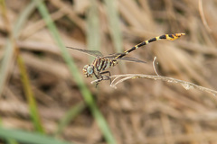 Phyllogomphoides stigmatus