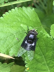 Copestylum mexicanum