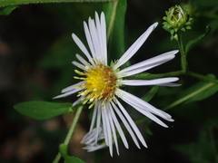 Symphyotrichum puniceum puniceum