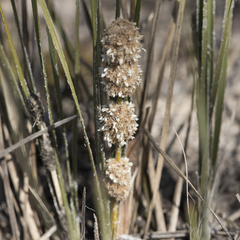 Lomandra leucocephala