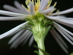 Symphyotrichum puniceum puniceum