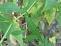 Symphyotrichum puniceum puniceum