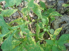 Symphyotrichum puniceum puniceum