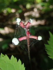 Actaea pachypoda pachypoda