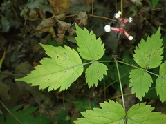 Actaea pachypoda pachypoda