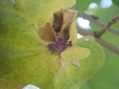 Andricus foliaformis